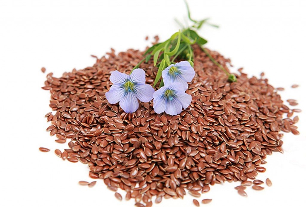 Linum usitatissimum - common flax seeds and flowers