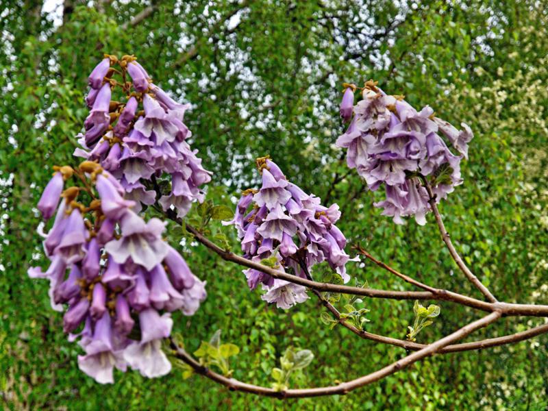 Paulownia-flowers