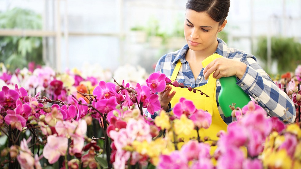 florist woman hands with sprayer, spraying on flowers, take care of garden